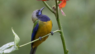 红花春鸟共新景