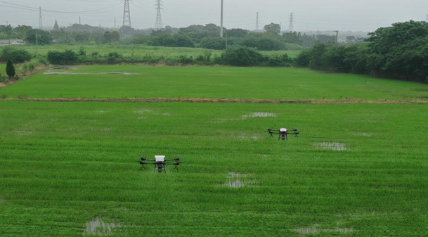 浙江湖州：三千余亩稻田 无人机施肥