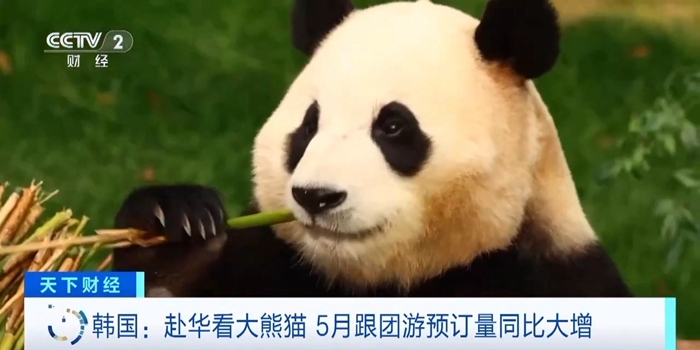 来中国看大熊猫！韩国赴华游持续火