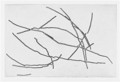 策兰妻子吉赛尔·策兰的版画