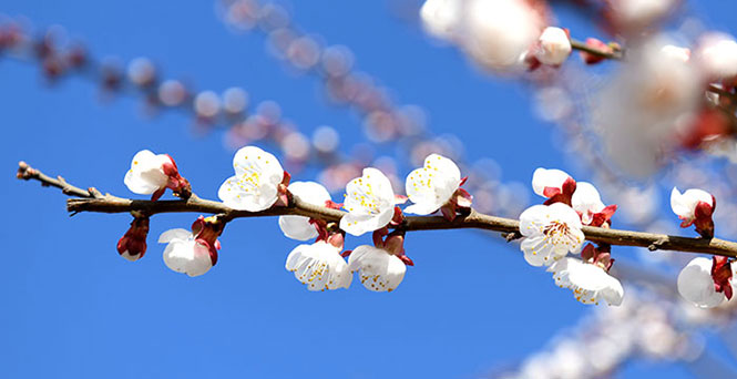 春分丨倚东风，恰遇诗词