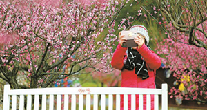 久雨初晴吸引游客赏梅 多个赏梅点迎客流高峰
