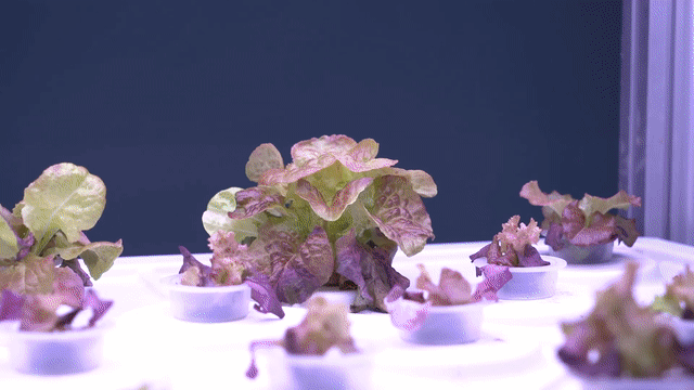 (15)中国 墨 徽州磐石氏監製 探梅衣香雪 西井齋 光明继续照亮大马雪苏丹伉俪贺屠妖节快乐| 中國報China Press