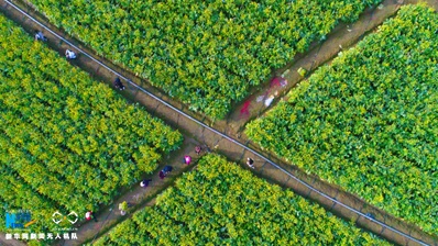 航拍福田菜心 一派田园好风光