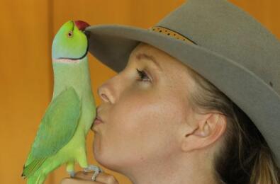 鹦鹉酷爱帮主人做家务成"网红"