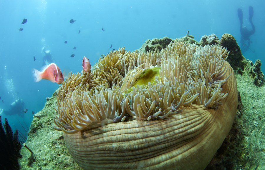 联合国会员国通过保护公海生物多样性协定