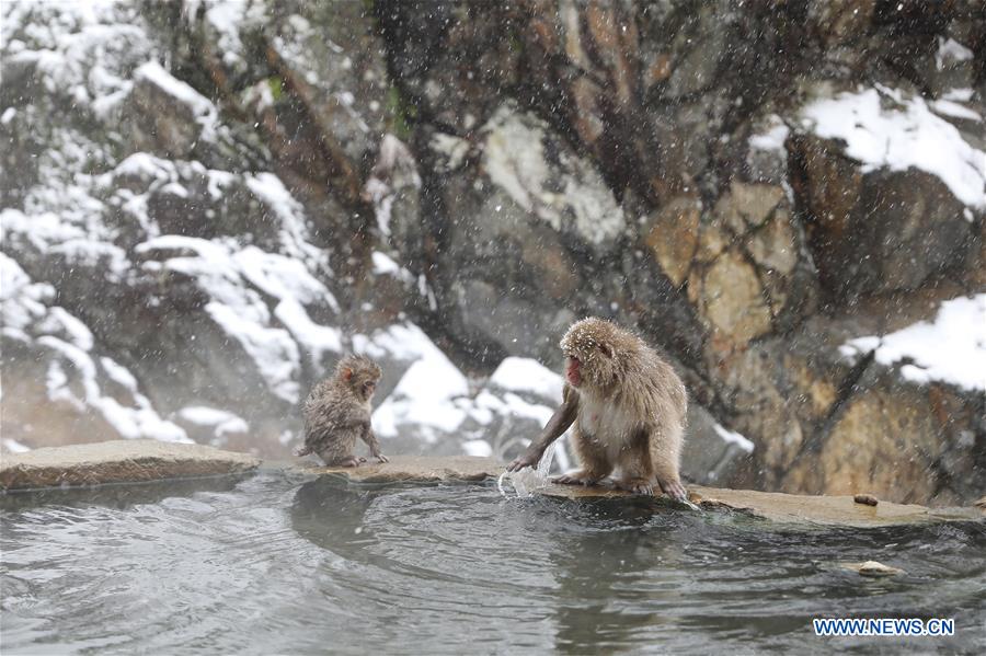 JAPAN-NAGANO-SNOW MONKEY-HOT SPRING
