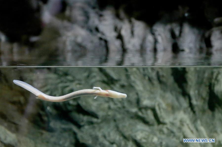 CROATIA-ZAGREB-ENDANGERED SPECIES