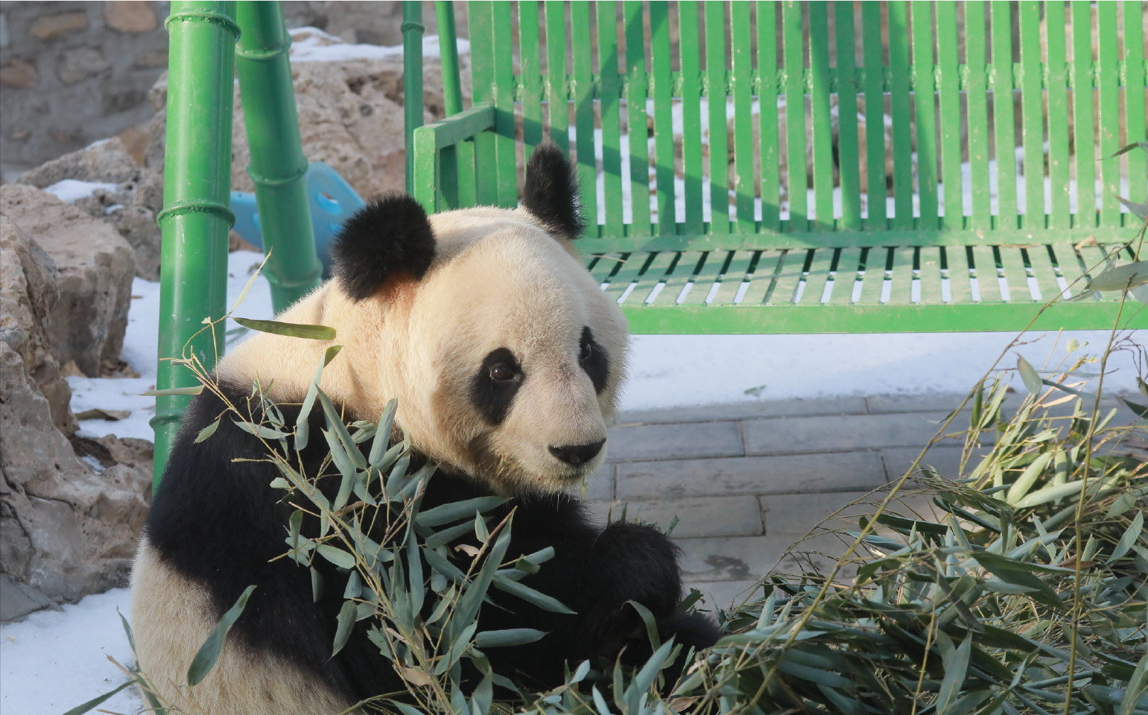 Zoo animals are doing fine, show up online in Beijing amid epidemic -  Xinhua 