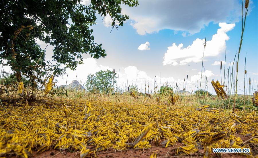 KENYA-KITUI COUNTY-MWINGI-LOCUSTS