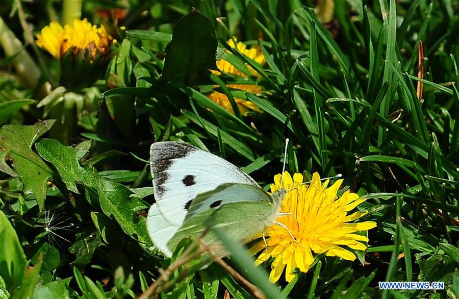 SYRIA-DAMASCUS-SPRING
