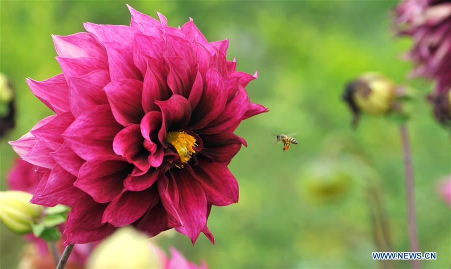 KASHMIR-JAMMU-FLOWER