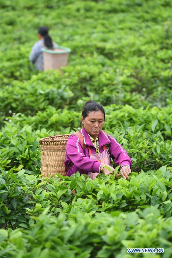CHINA-GUANGXI-LONGLIN-TEA INDUSTRY (CN)