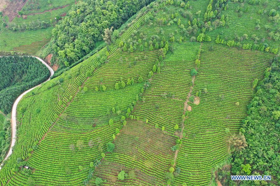 CHINA-GUANGXI-LONGLIN-TEA INDUSTRY (CN)