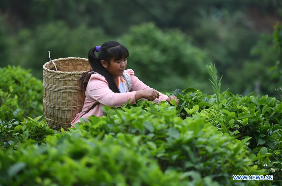 CHINA-GUANGXI-LONGLIN-TEA INDUSTRY (CN)