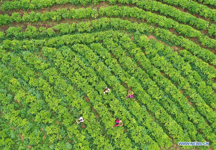 CHINA-GUANGXI-LONGLIN-TEA INDUSTRY (CN)