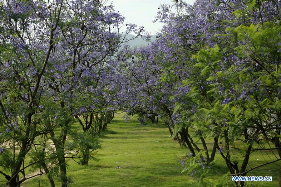 PAKISTAN-ISLAMABAD-JACARANDA-BLOSSOMS
