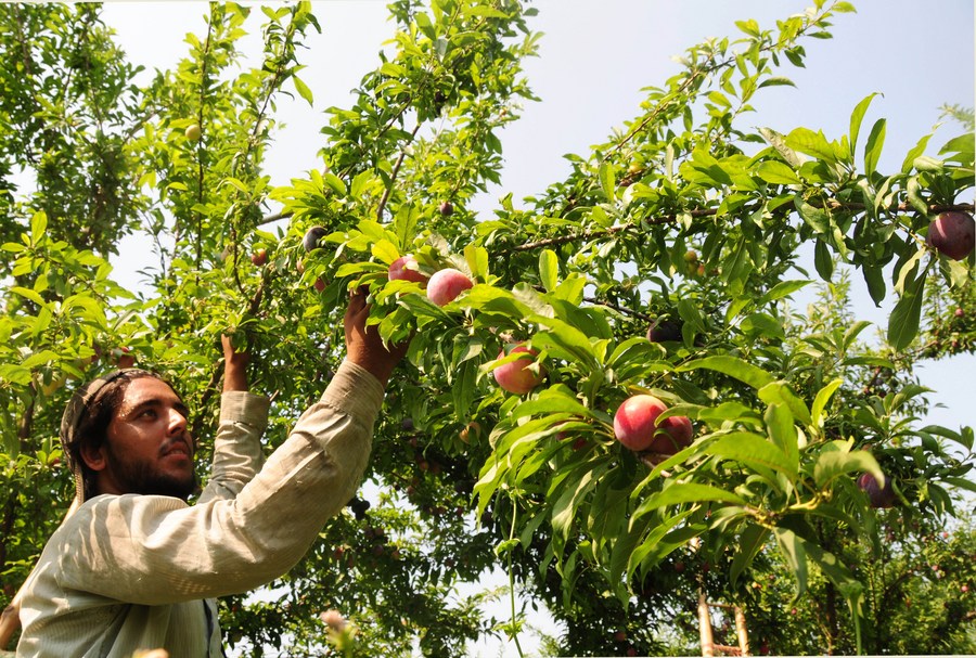 Asia Album Plum harvest season starts in Pakistan Xinhua English