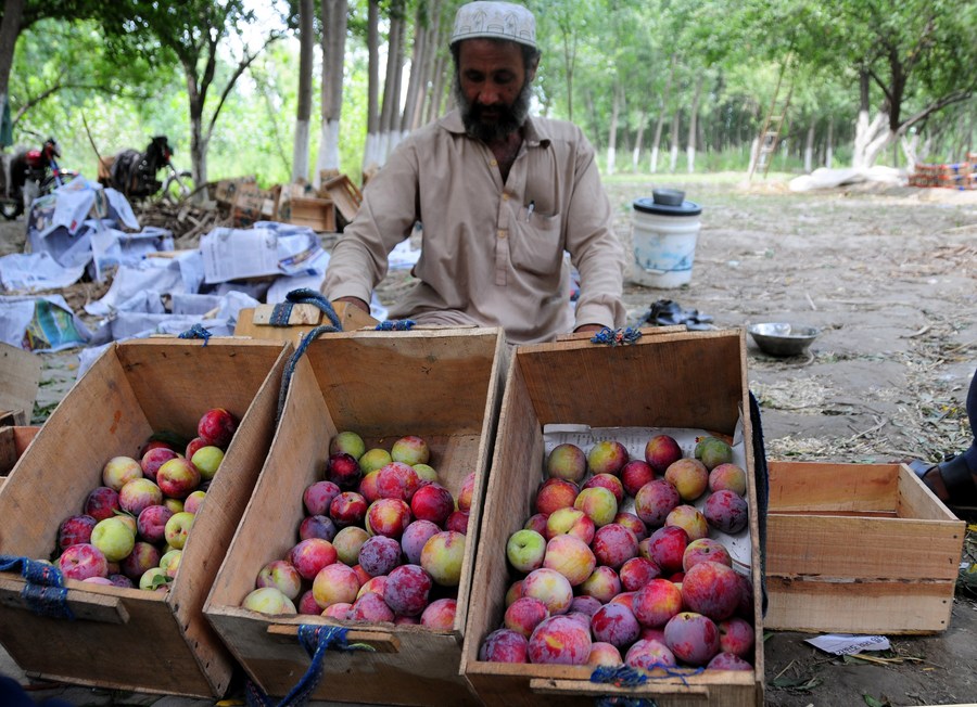 Asia Album Plum harvest season starts in Pakistan Xinhua English