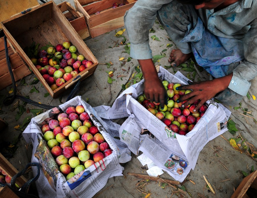 Asia Album Plum harvest season starts in Pakistan Xinhua English