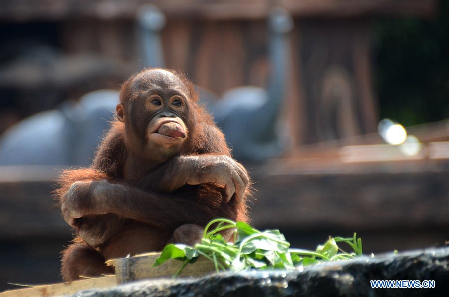 In zoo on Int'l Orangutan Day in Indonesia - Xinhua | English.news.cn