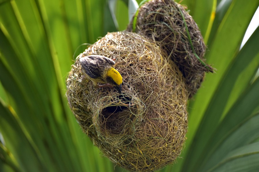 Asia Album: Nature's talented architect -- Baya weaver bird building new  nest in India's Assam - Xinhua