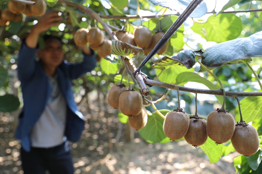 Kiwi Fruit Harvest - When And How To Pick A Kiwi