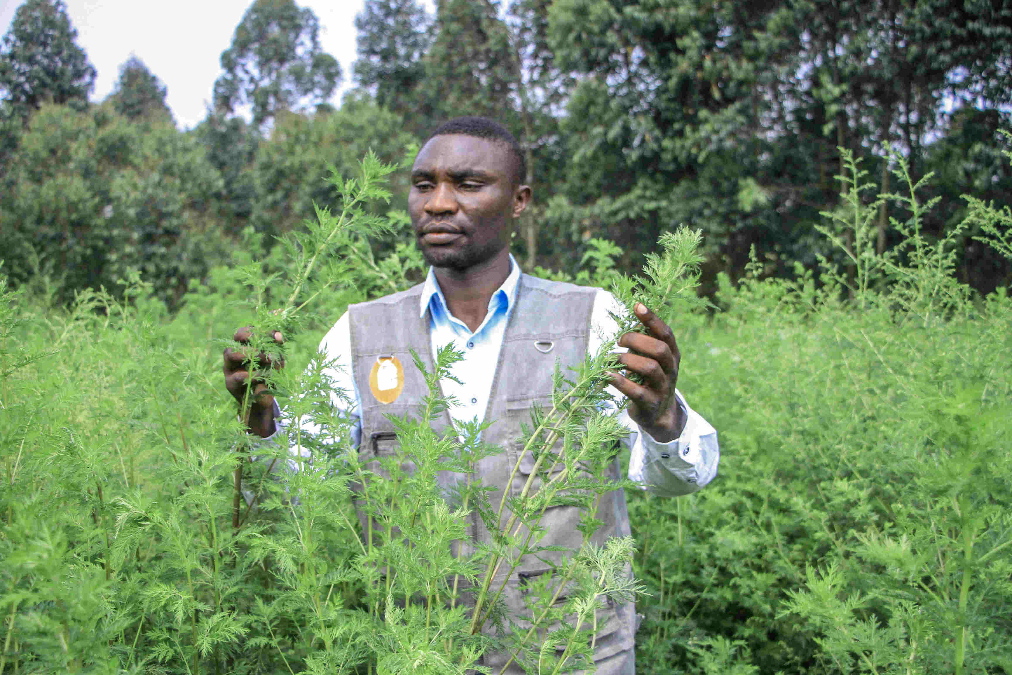 Artemisia annua, a plant between medicine and politics