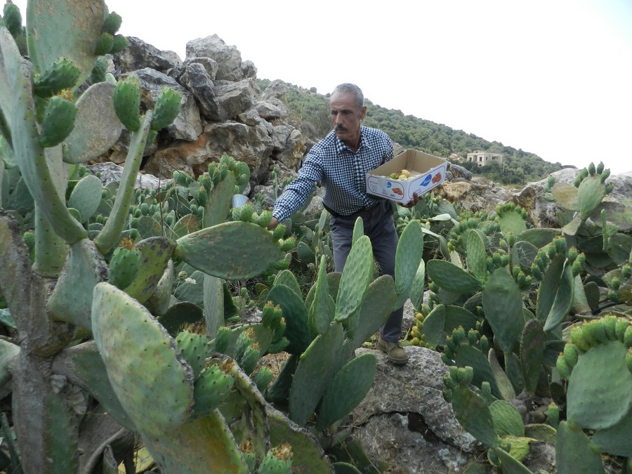 Mideast in Pictures What's the taste of cactus fruit? Xinhua