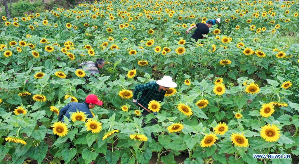 Sunflower Farm Pililla Rizal Best Flower Site
