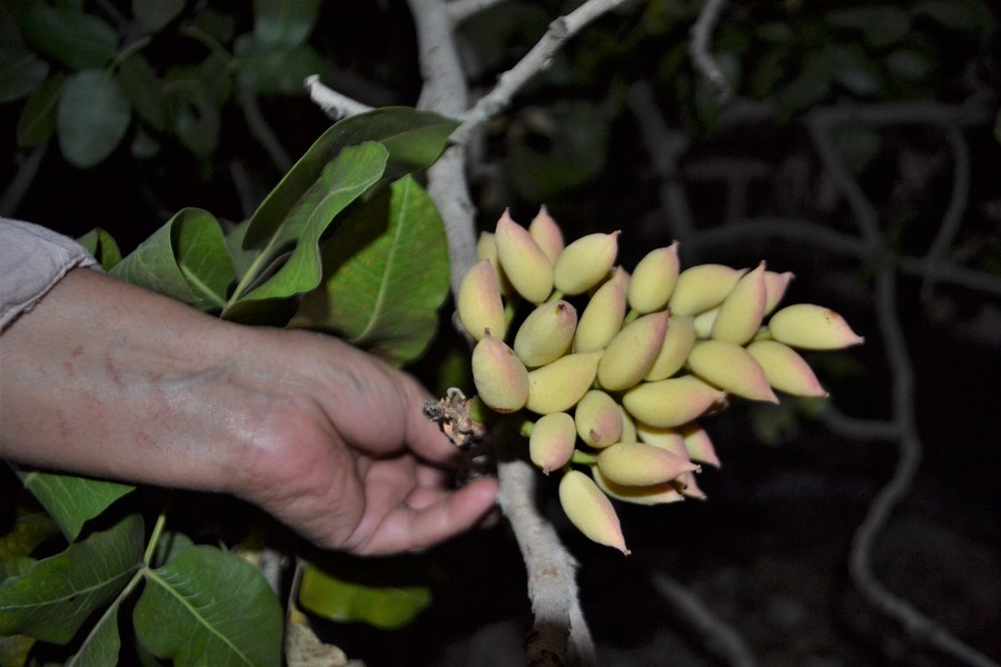 Mideast in Pictures Happy business of "smiling nut" pistachio