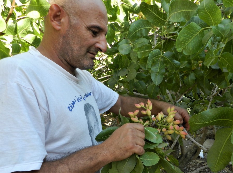 Mideast in Pictures Happy business of "smiling nut" pistachio