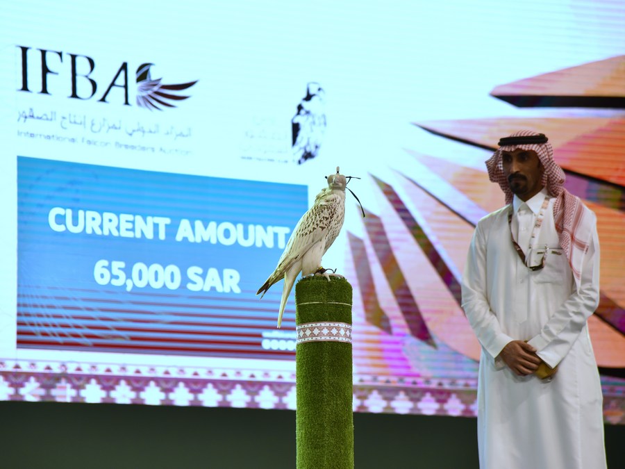 Mideast in Pictures New world record a U.S. falcon sold for nearly half mln USD Xinhua
