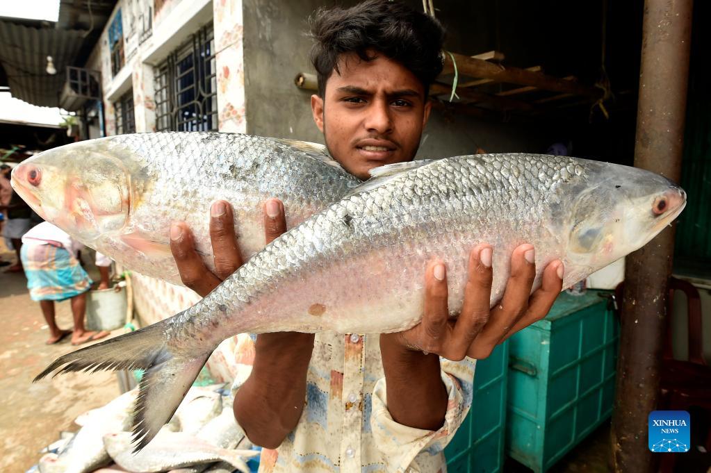 Feature Peak fishing season of Hilsa fish in Bangladesh Xinhua