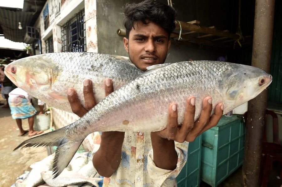 Peak fishing season of Hilsa fish in Bangladesh Xinhua