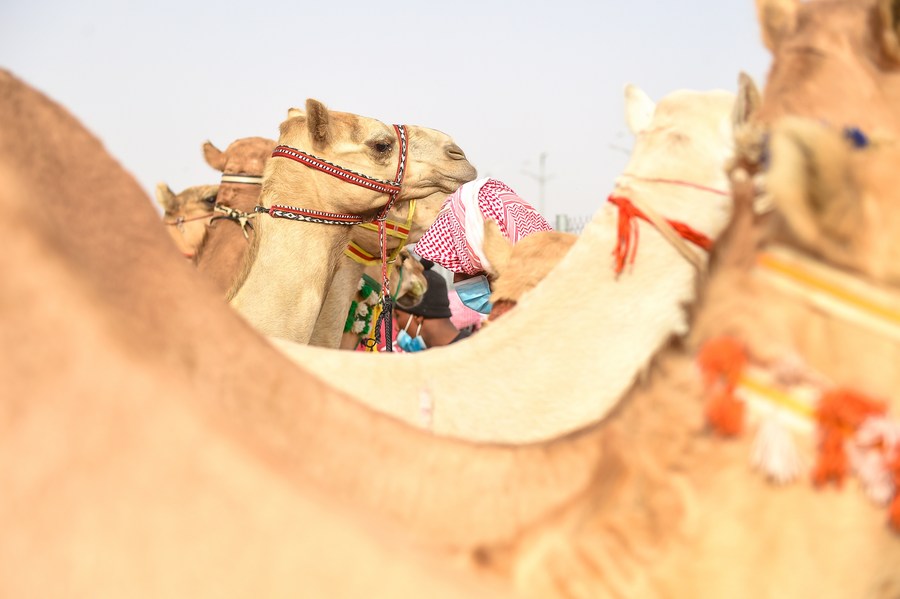 Mideast in Pictures: Camel racing festival in Saudi Arabia - Xinhua
