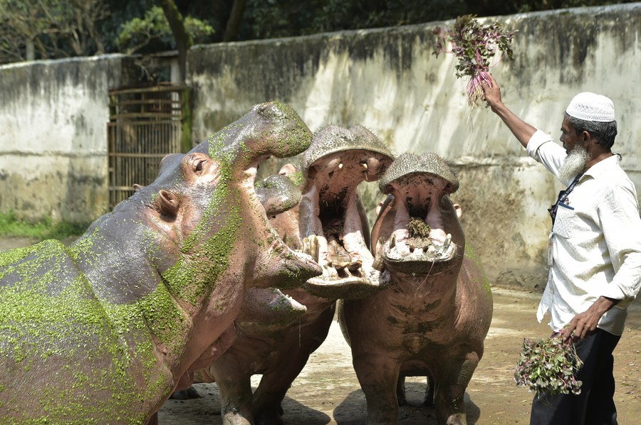 AsiaAlbum: A glimpse into Bangladesh National Zoo in Dhaka - Xinhua