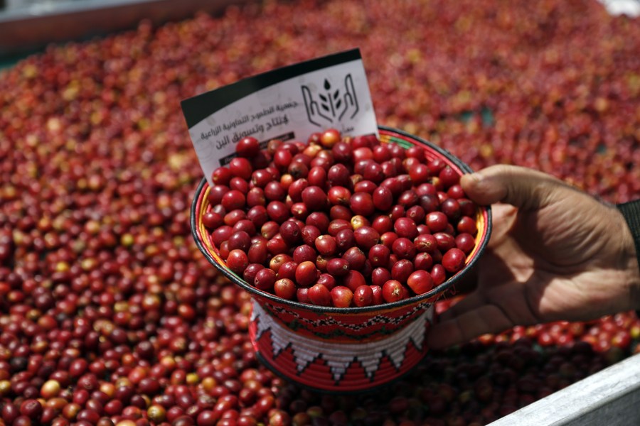 Mideast in Pictures A tour of Yemen's coffee fair Xinhua