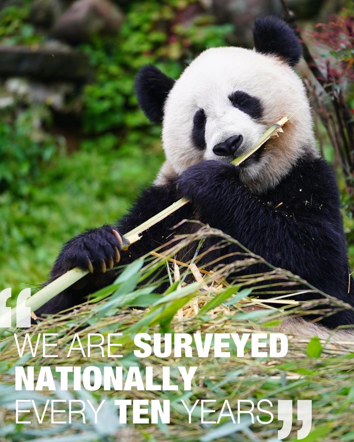 Posters) China's efforts on boosting biodiversity: Giant pandas have  something to say - Xinhua