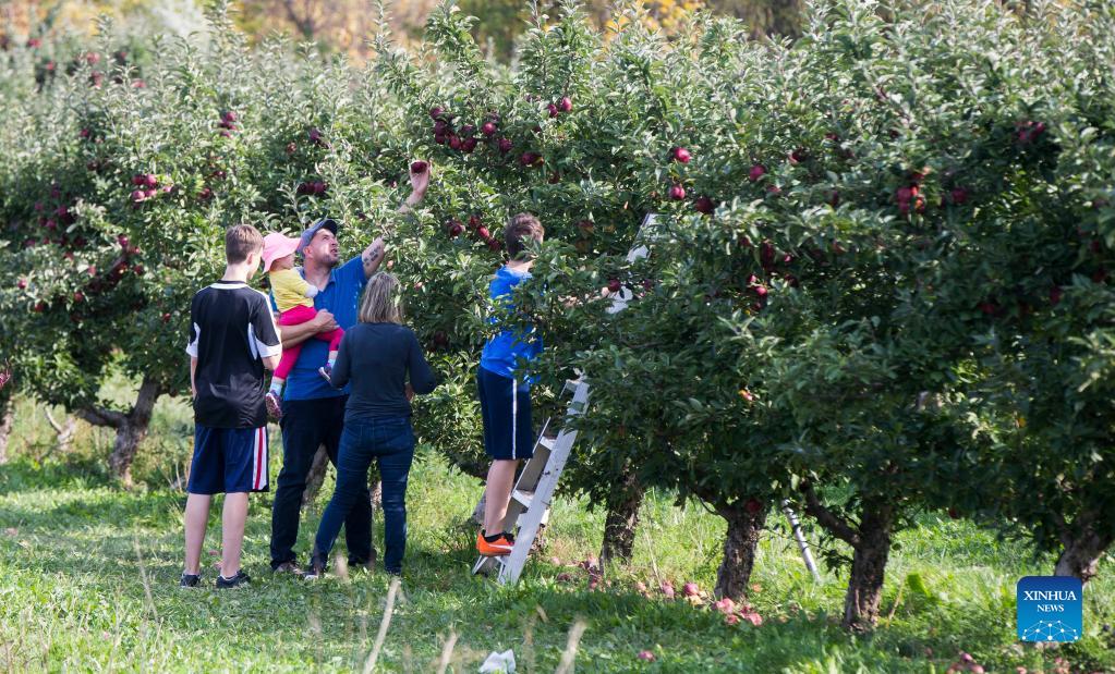 Canada S Thanksgiving Day Marked On 2nd Monday In October Xinhua