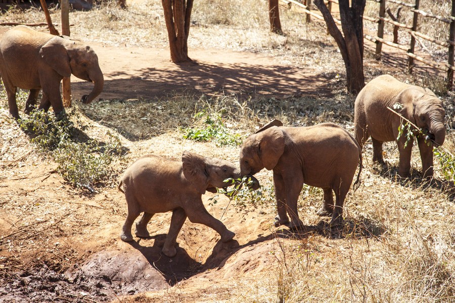 (Hello Africa) Baby elephants find sanctuary at Zambian orphanage Xinhua