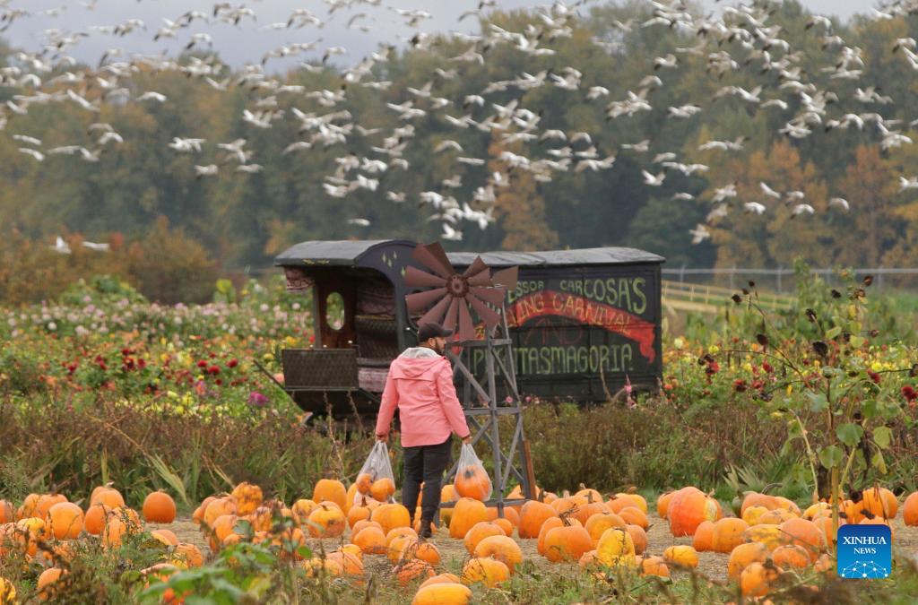 Pumpkin patch activity held in Richmond, Canada Xinhua