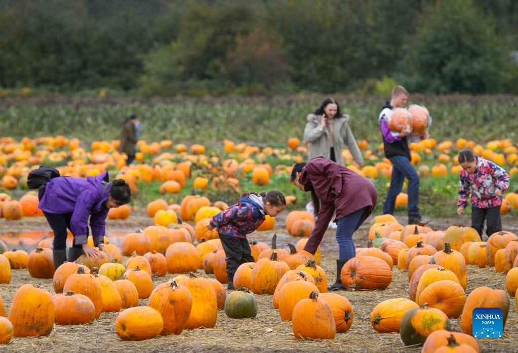 Pumpkin patch activity held in Richmond, Canada Xinhua