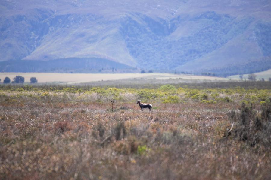 Hello Africa) Century-long conservation efforts in South Africa save  bontebok from brink of extinction - Xinhua