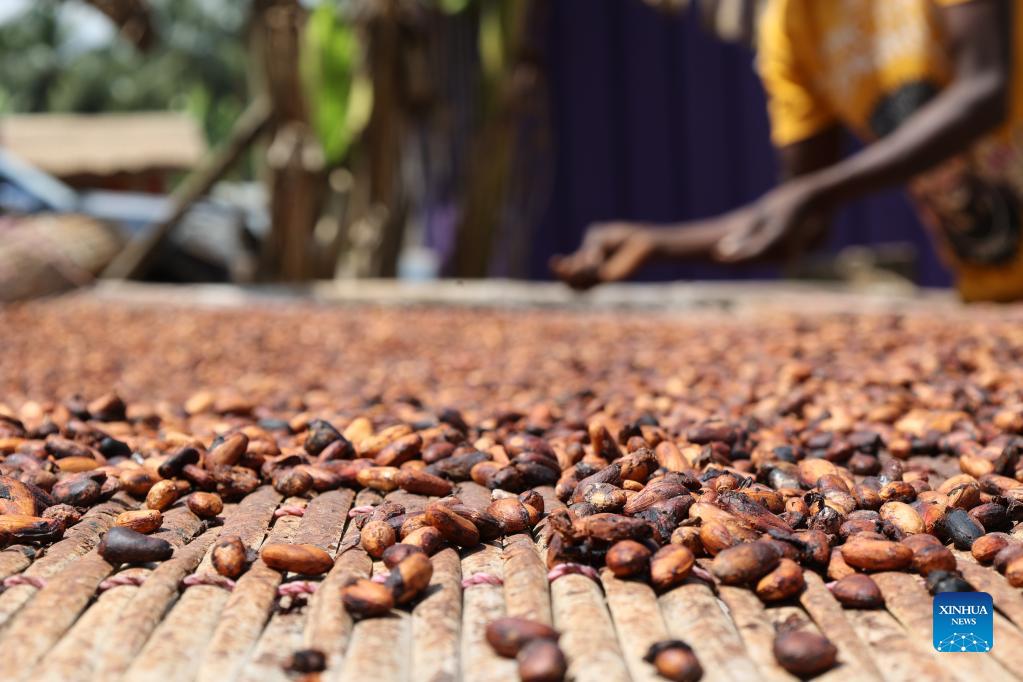 Farmers busy reaping, drying cocoa beans in Ghana as cocoa enters