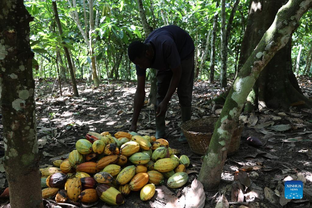 Farmers busy reaping, drying cocoa beans in Ghana as cocoa enters