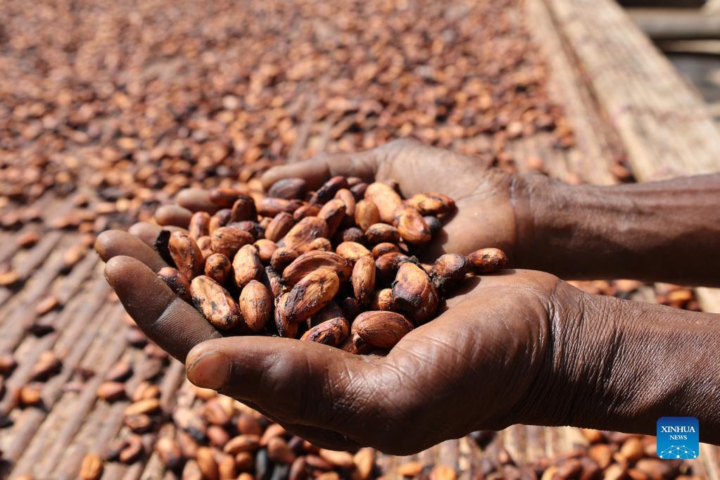 Farmers busy reaping, drying cocoa beans in Ghana as cocoa enters