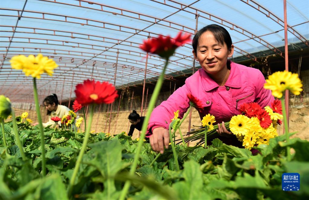 Bright flowers bloom in winter in north China Xinhua