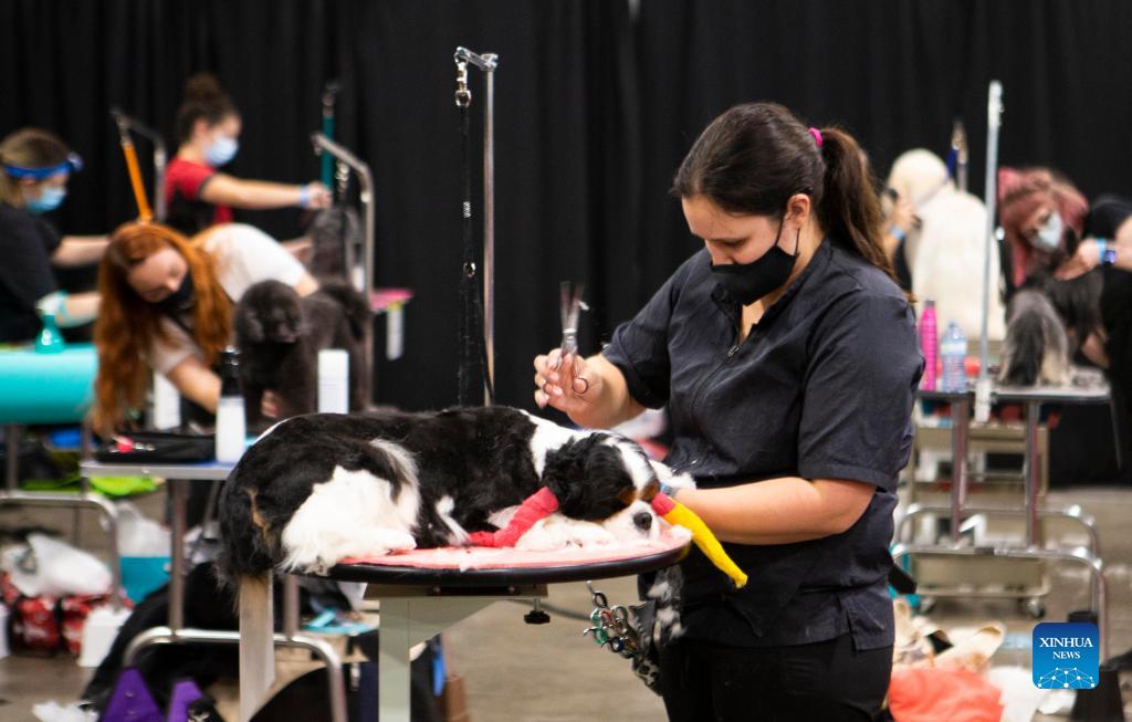 Grooming competition of Toronto Christmas Pet Show held in Mississauga
