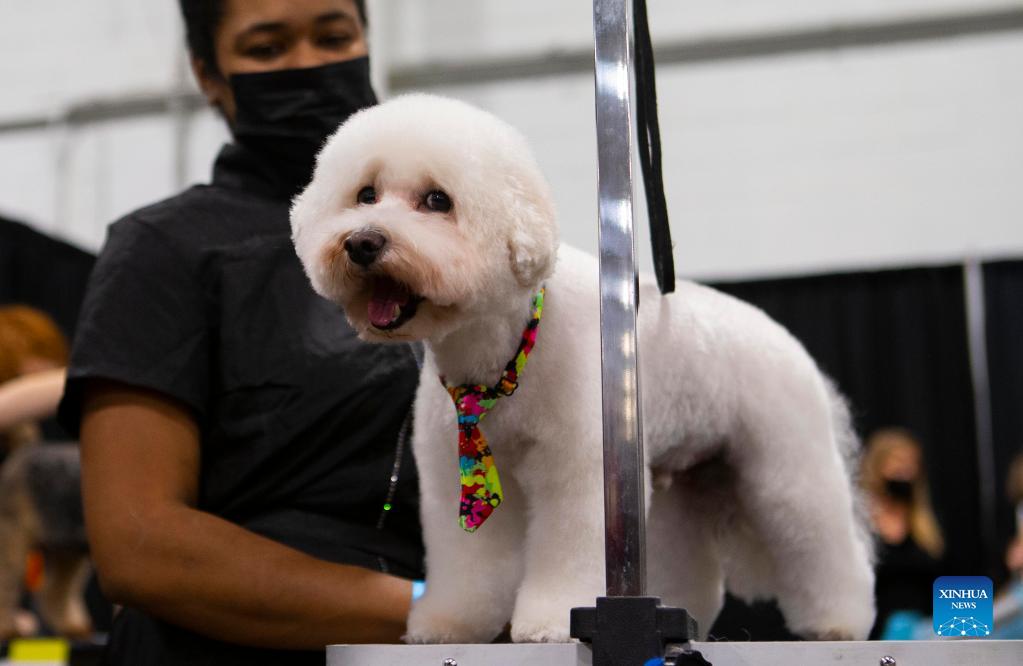 Grooming competition of Toronto Christmas Pet Show held in Mississauga